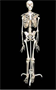 Скелет человека на подставке (170 см) 02830962784