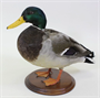 Чучело утки кряквы, настольная подставка Ji1VgKFdhIK0rgveYMvfJ3